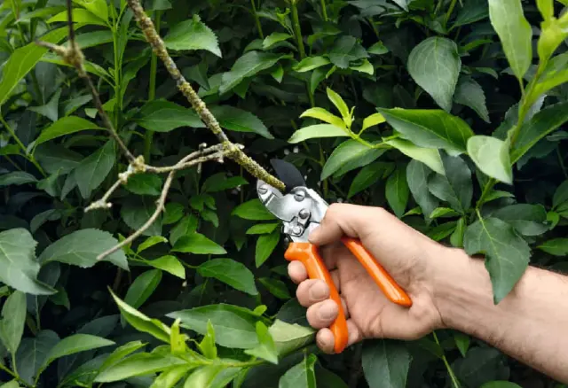 ΨΑΛΙΔΙ ΧΕΙΡΟΣ STIHL PG 25 2