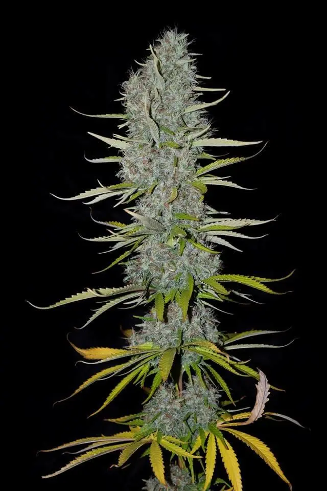 Sumo Seeds - Appleberry - 3 seeds 2