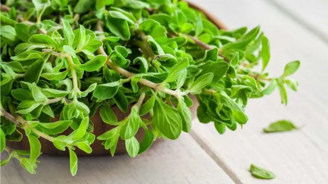 ARGITAL Essential Oil Marjoram – Φυσικό Θερμαντικό Αιθέριο Έλαιο Μαντζουράνας για Χαλάρωση & Ευεξία, 10 ml 2