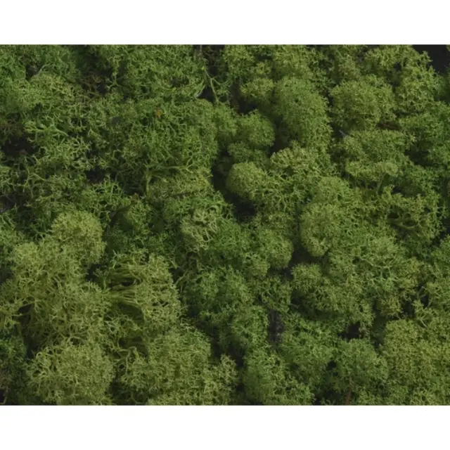 Moss φυσικό πράσινο, 250gr
