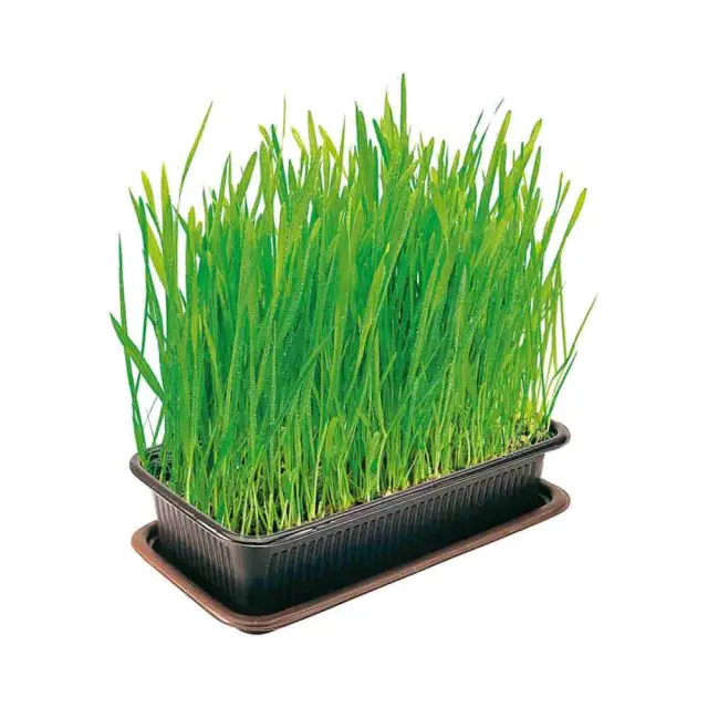 Vitakraft Cat Grass Γρασίδι για Γάτες Μονόχρωμο 2