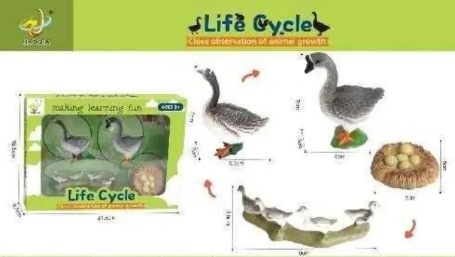 Εκπαιδευτικό σετ Πάπιες - Life Cycle - 161112 2