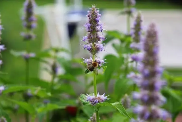 ARGITAL Essential Oil Patchouli – Φυσικό Αιθέριο Έλαιο Πατσουλί για Καθαρισμό & Αρωματοθεραπεία, 10 ml 2