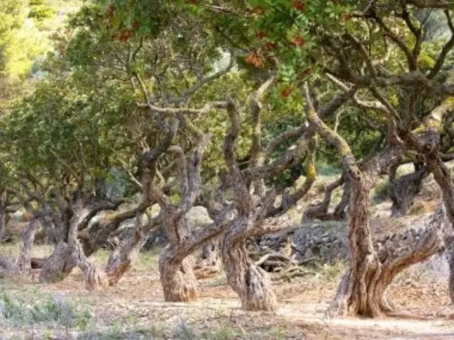 PanSoap Αγνό φυτικό σαπούνι με γνήσια Μαστίχα Χίου 125gr. 2