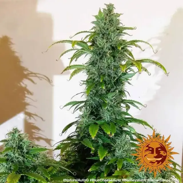 Barneys Cheese Auto - 1 seed