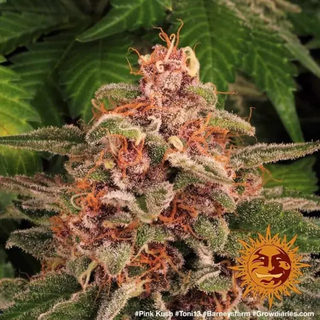 Barneys - Pink Kush - 3 seeds