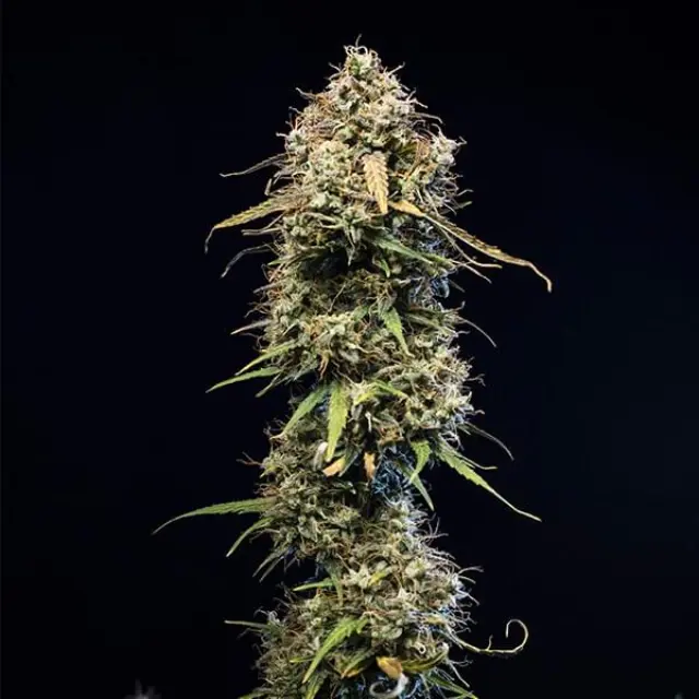 Royal Queen Seeds - Haze Berry auto -1 seed