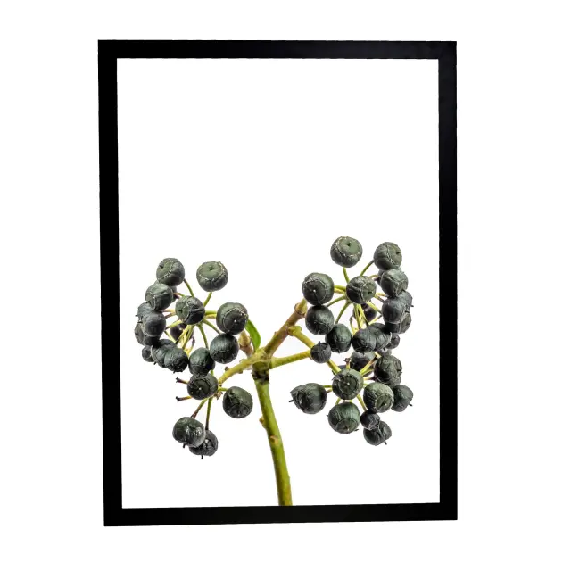 Θέμα (leaves 30) 3 Κάδρα 50X70 με κορνίζα ξύλινη μαύρη, τζαμί άθραυστο ακρυλικό, συνολικό έργο 160cm x70cm. 2
