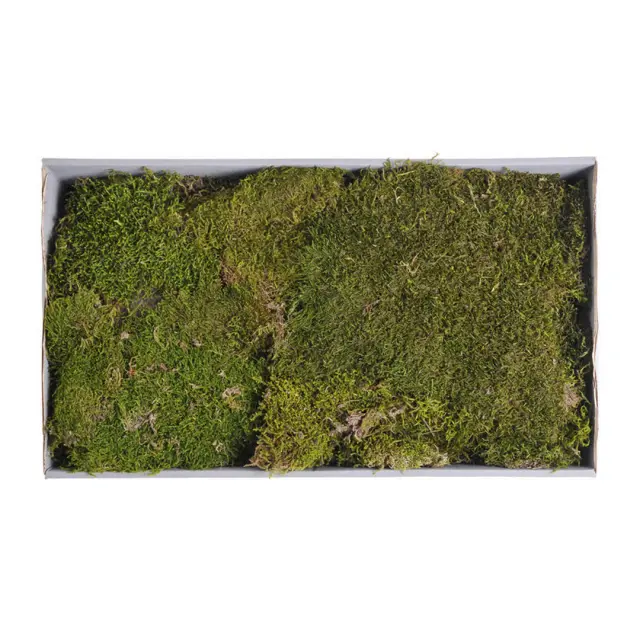 Moss φυσικό πράσινο, +/- 125 gr