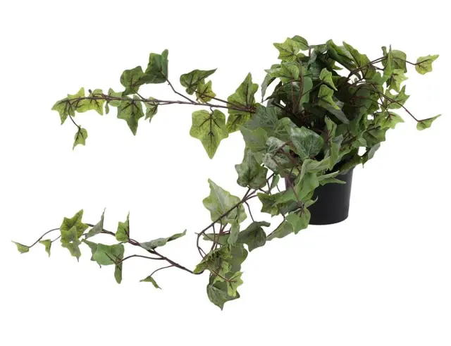 Τεχνητό φυτό σε γλάστρα Κισσός - 80cm 317221280