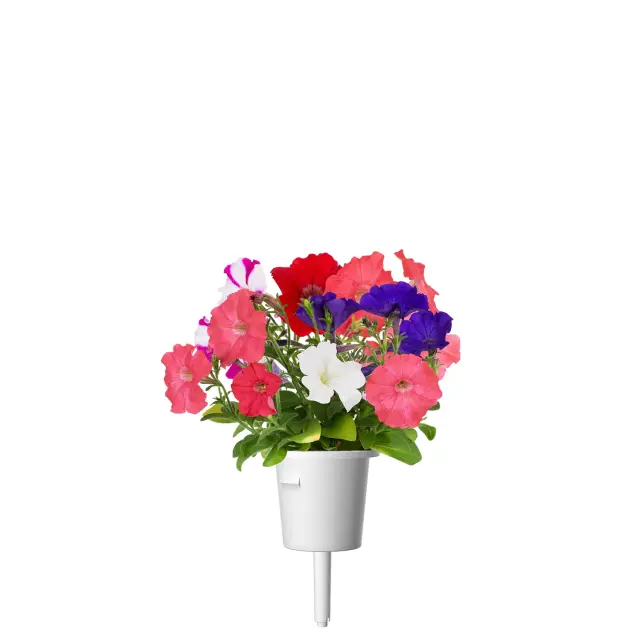 Click and Grow Συσκευασία Σπόρων με Χώμα, για Πετούνια - 3τμχ 3