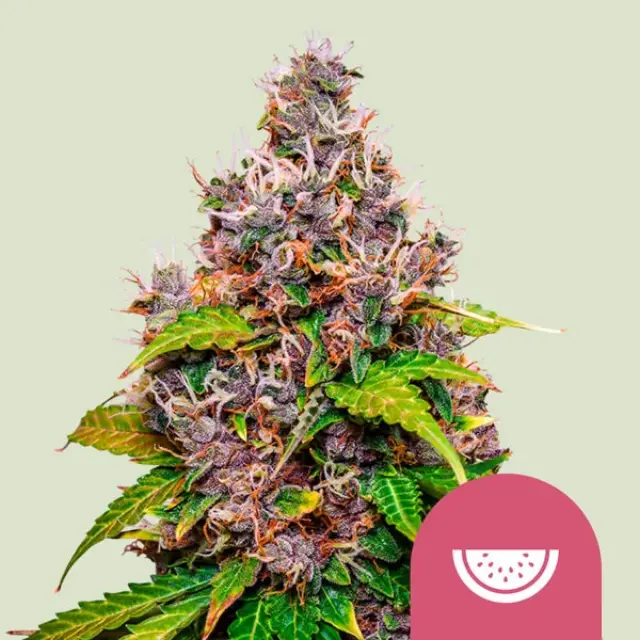 Royal Queen Seeds - Watermelon - 1 seed