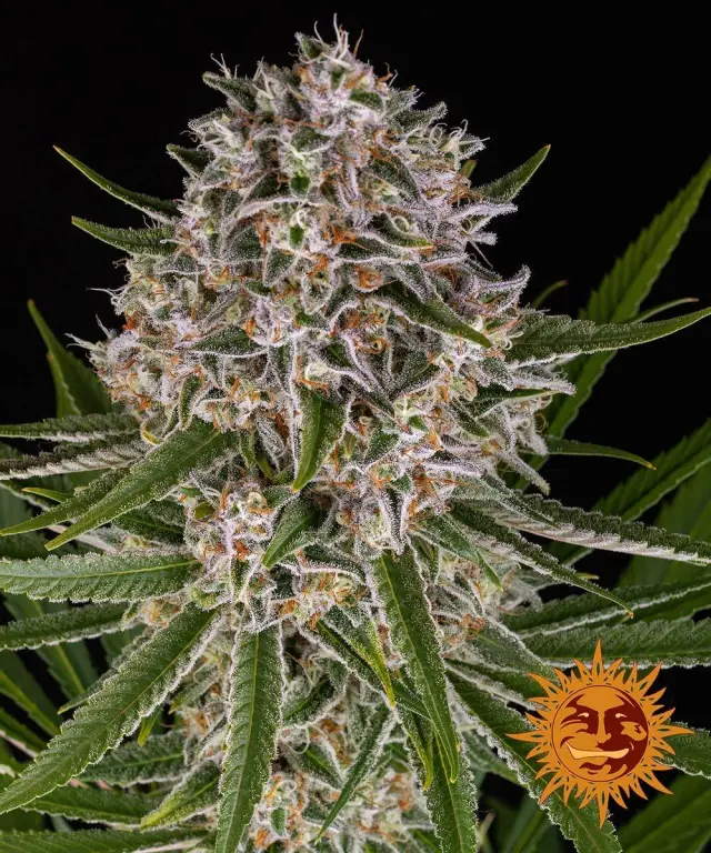 Barneys Lemon Haze Auto - 3 seeds