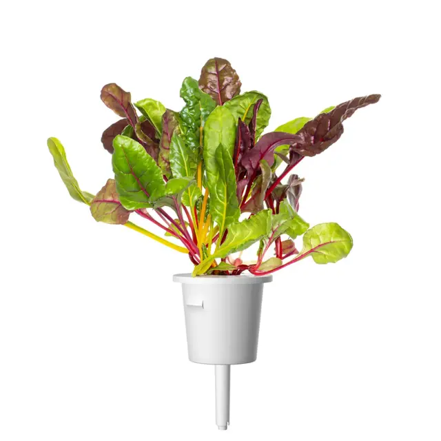 Click and Grow Συσκευασία Σπόρων με Χώμα, για Σέσκουλο – 9τμχ