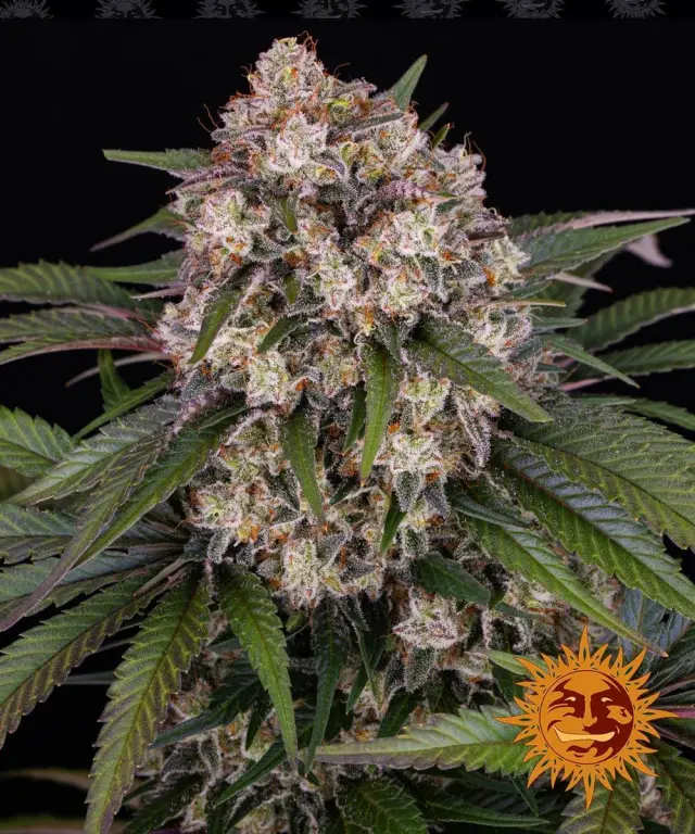 Barneys OG Kush Auto - 3 seeds
