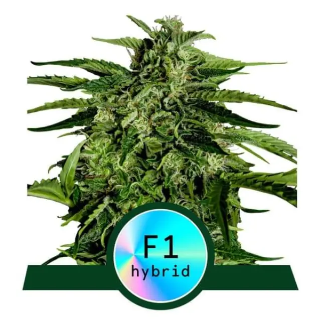 Royal Queen Seeds - Apollo F1 - 3 seeds