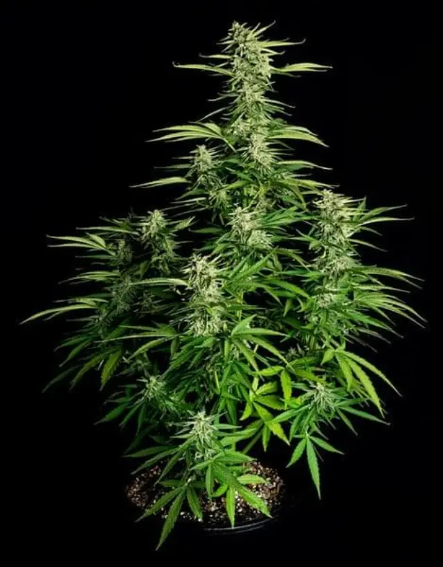 Royal Queen Seeds - Orion F1 - 1 seed 2