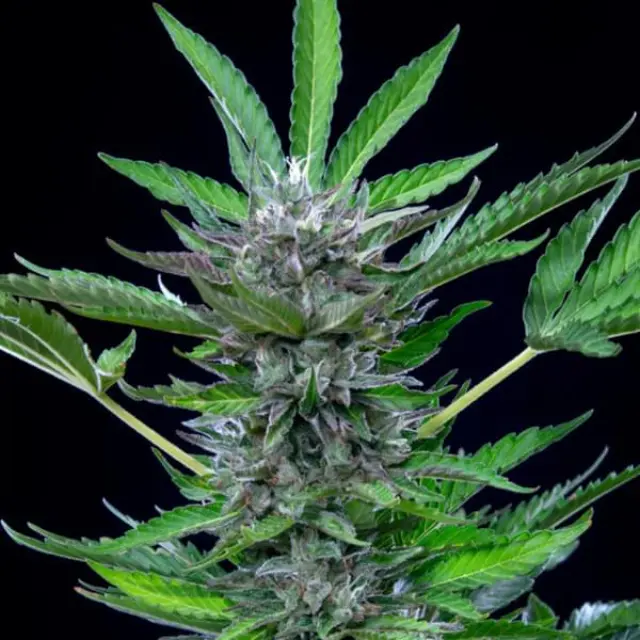 Royal Queen Seeds - North Thunderfuck - 1 seed
