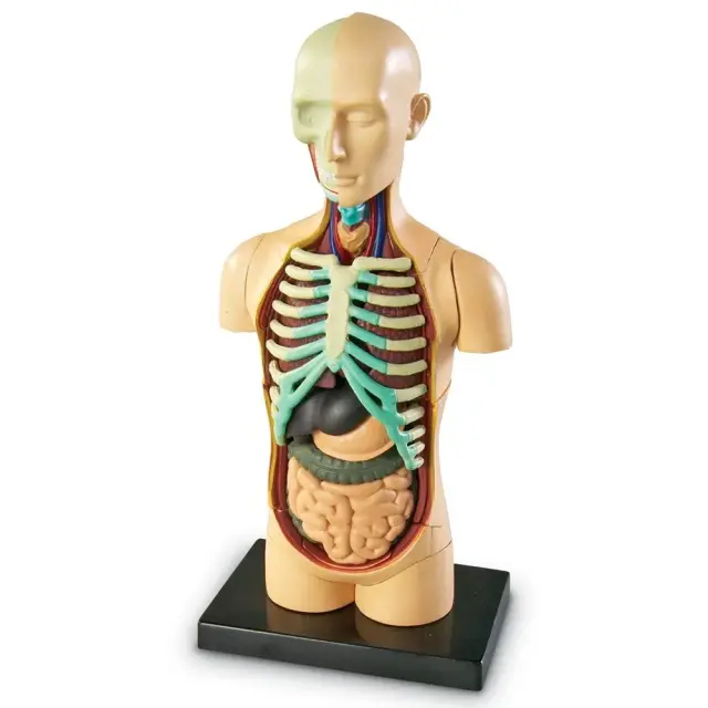 Learning Resources Εκπαιδευτικό Παιχνίδι Human Body Anatomy Display Model για 8+ ετών LER 3336 - Μινιατούρα Ανατομίας Ανθρώπινου Σώματος