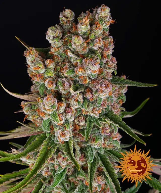 Barneys GMO Auto - 3 seeds 2