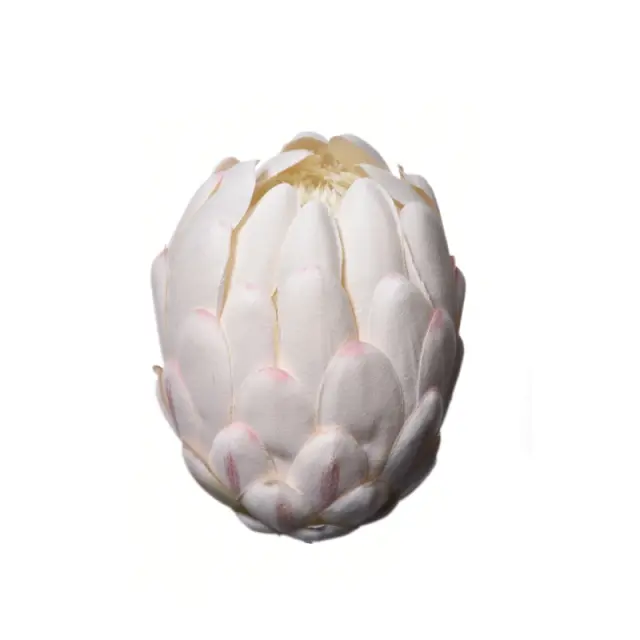 Πρωτέα κεφάλι τεχνητό, 14cm, ivory