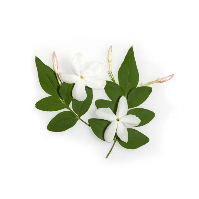 Apivita Pure Jasmine Κρέμα Ήπιας Απολέπισης με Άρωμα Γιασεμί, 200ml 3