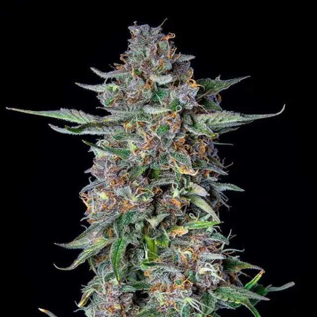 Royal Queen Seeds - Dosidos auto - 3 seeds