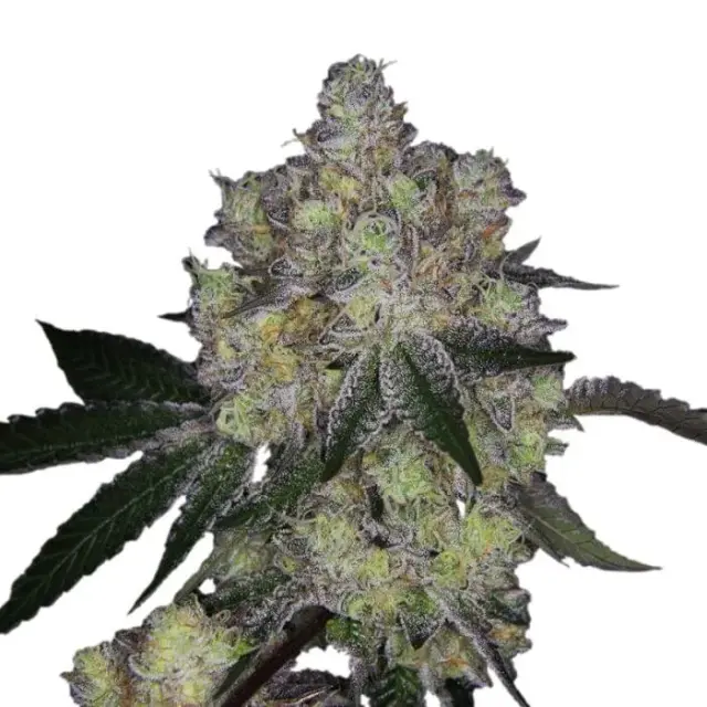 Royal Queen Seeds - Dosidos auto - 1 seed