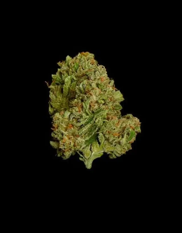 Royal Queen Seeds - Epsilon F1 - 1 seed 2