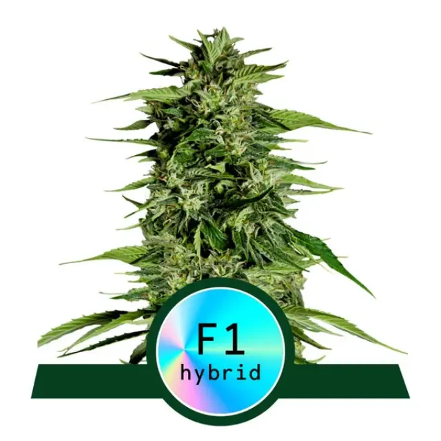 Royal Queen Seeds - Hyperion F1 - 3 seeds