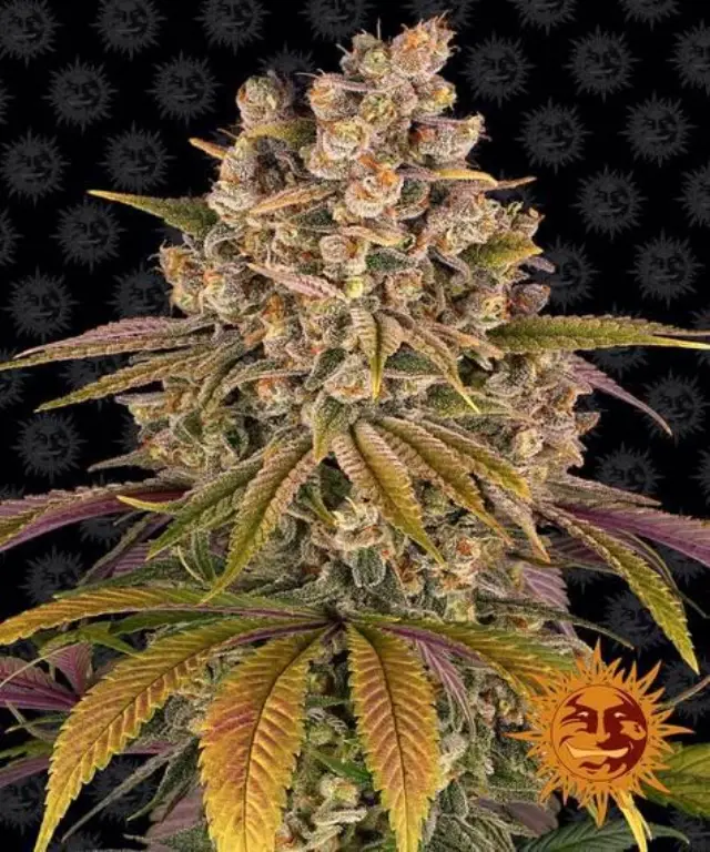 Barneys Lemon Tree - 3 seeds 2