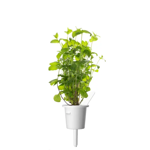 Click and Grow Συσκευασία Σπόρων με Χώμα, για Μέντα – 9τμχ 2