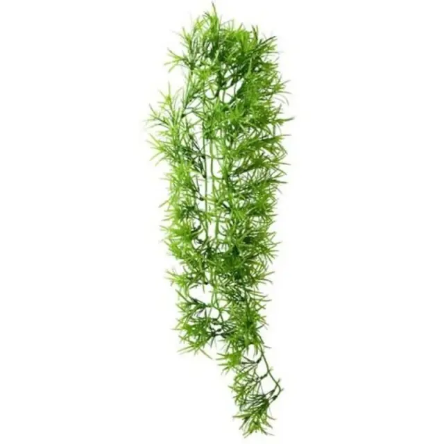 Hobby Climber Tropica Hanging Διακοσμητικό Φυτό 70cm