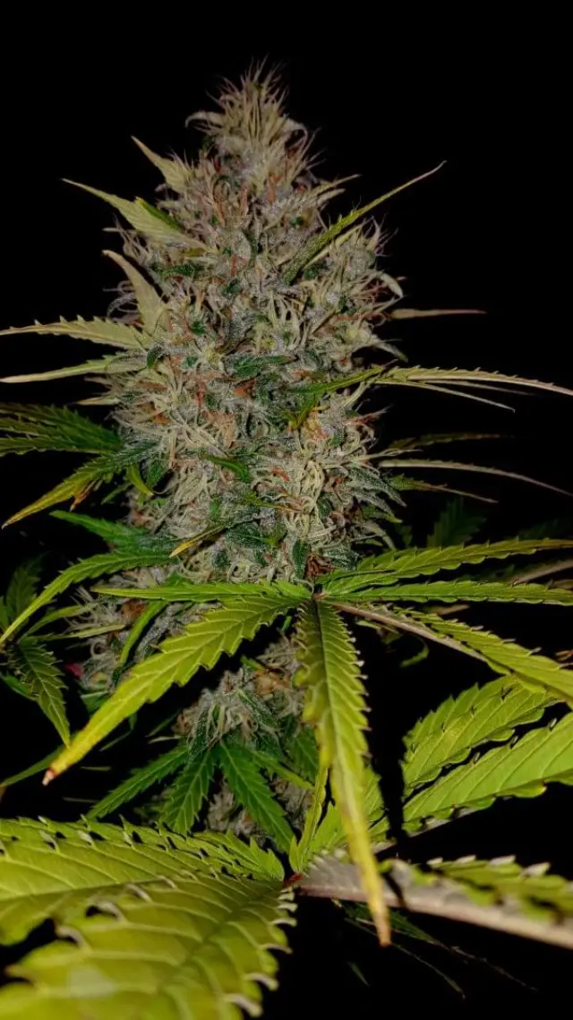 Sumo Seeds - Berries & Cheese - 3 seeds 2