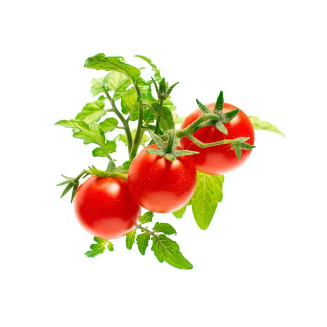 Click and Grow - Smart Garden Refill 3-pack - Mini Tomato SGR5X3 - Home and Kitchen 3