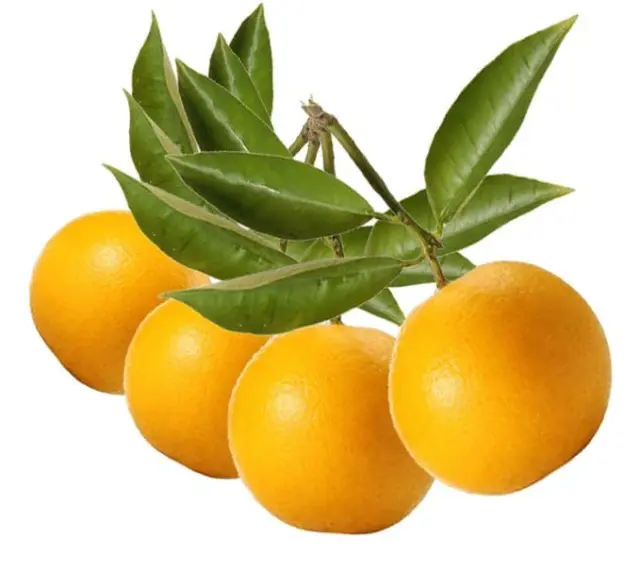 Rosveda Essential Oil Bergamot 3