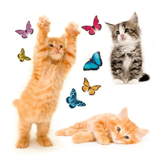 Αυτοκόλλητα Βινυλίου για Τζάμι Ango Cats 64001 2