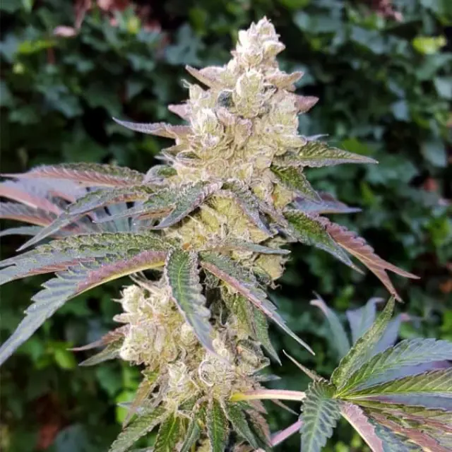 Royal Queen Seeds - Royal Cookies - 1 seed