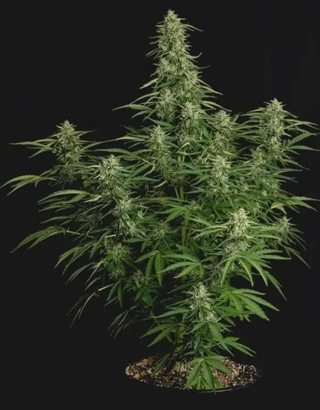 Royal Queen Seeds - Milky Way F1 - 1 seed 2