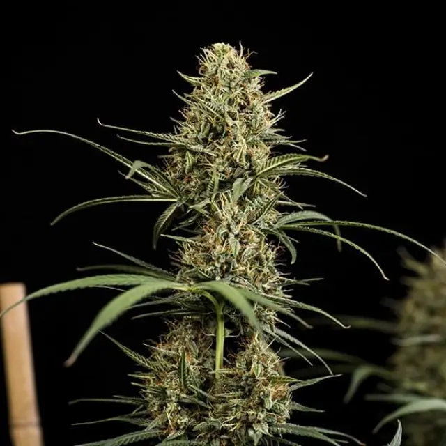 Royal Queen Seeds - HulkBerry auto - 1 seed
