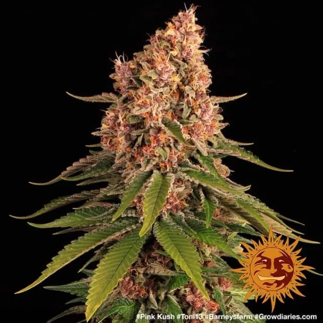 Barneys - Pink Kush - 3 seeds 2