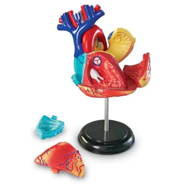 Learning Resources Εκπαιδευτικό Παιχνίδι Heart Anatomy Display Model για 8+ ετών LER 3334 - Μινιατούρα Ανατομίας Καρδιάς 3