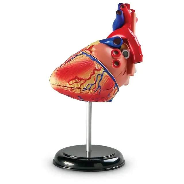 Learning Resources Εκπαιδευτικό Παιχνίδι Heart Anatomy Display Model για 8+ ετών LER 3334 - Μινιατούρα Ανατομίας Καρδιάς 2