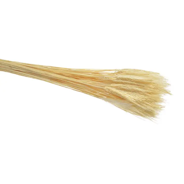 Στάχυα αποξηραμένα φυσικά, μπεζ 60cm