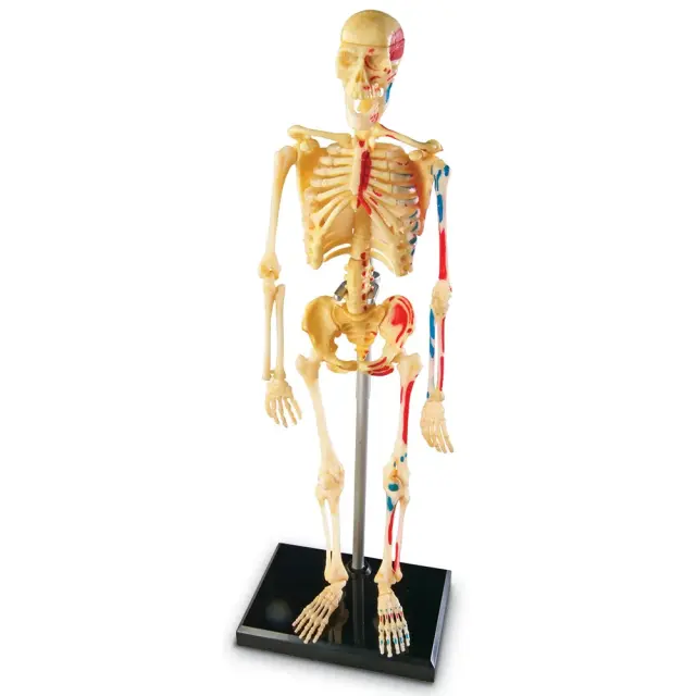Learning Resources Εκπαιδευτικό Παιχνίδι Skeleton Anatomy Display Model για 8+ ετών LER 3337 - Μινιατούρα Ανθρώπινου Σκελετού 3