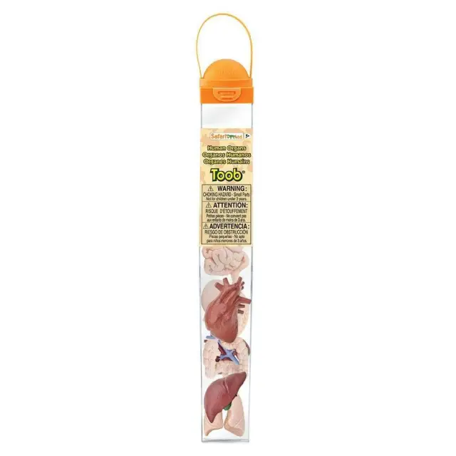 Safari Ltd Μινιατούρες Human Organs TOOB Ανθρώπινα Όργανα (3+ ετών) 689304 3