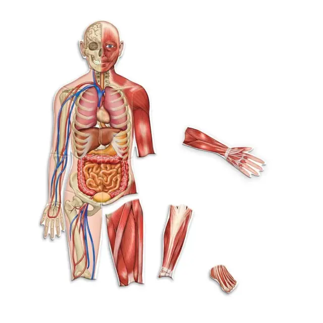 Learning Resources Εκπαιδευτικό Παιχνίδι Double-Sided Magnetic Human Body Demonstration Set για 5+ ετών LER 6044