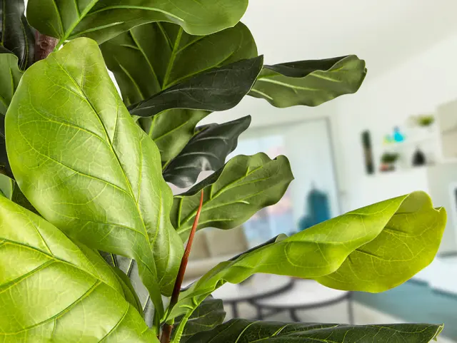 Higuera Violin 281577 Artificial Plant H250 – Τεχνητό Φυτό Ficus Lyrata Πράσινο 2
