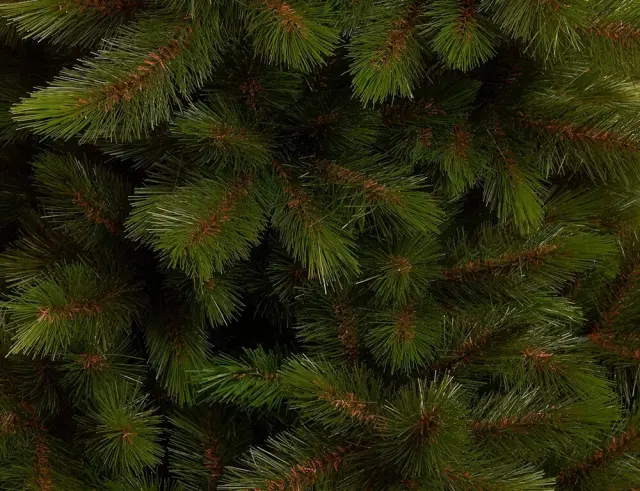 Χριστουγεννιάτικο Δέντρο Wyoming Triumph Tree με διαστάσεις 215x145cm - Green 1164759 2