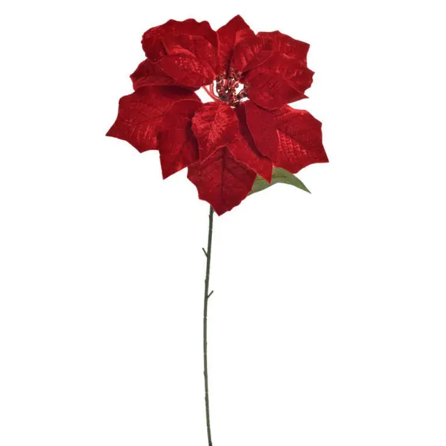 Αλεξανδρινό κόκκινο βελούδο, 75cm